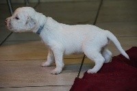 CHIOT